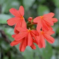 RED KANANKAMBARAM